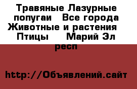 Травяные Лазурные попугаи - Все города Животные и растения » Птицы   . Марий Эл респ.